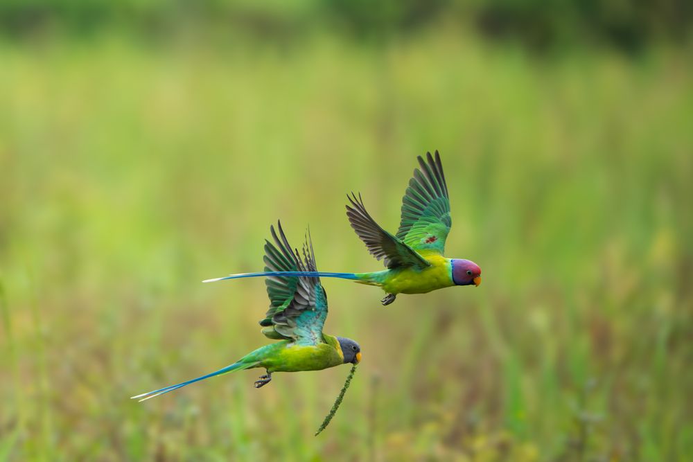 Photograph by Vineeth K