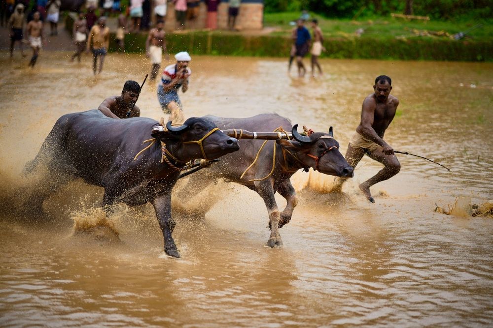 Photograph by Vineeth K