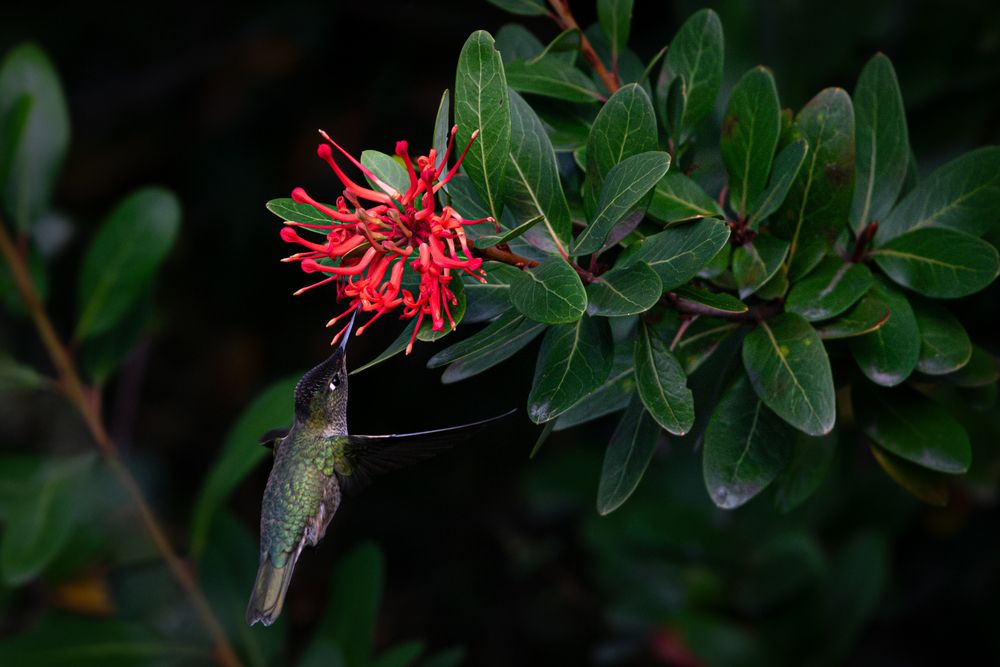 Green-backed Firecrown