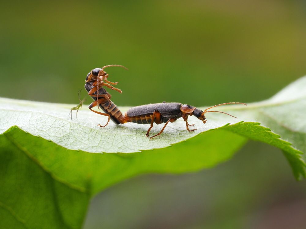 Photograph by Риганов Борис