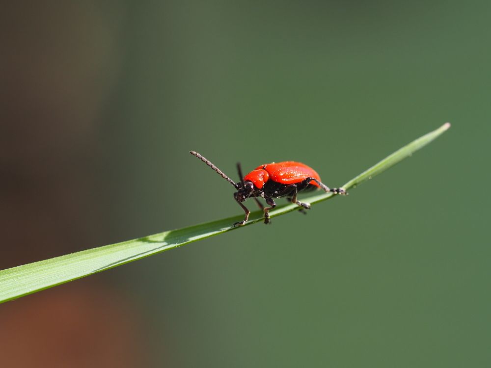 Photograph by Риганов Борис