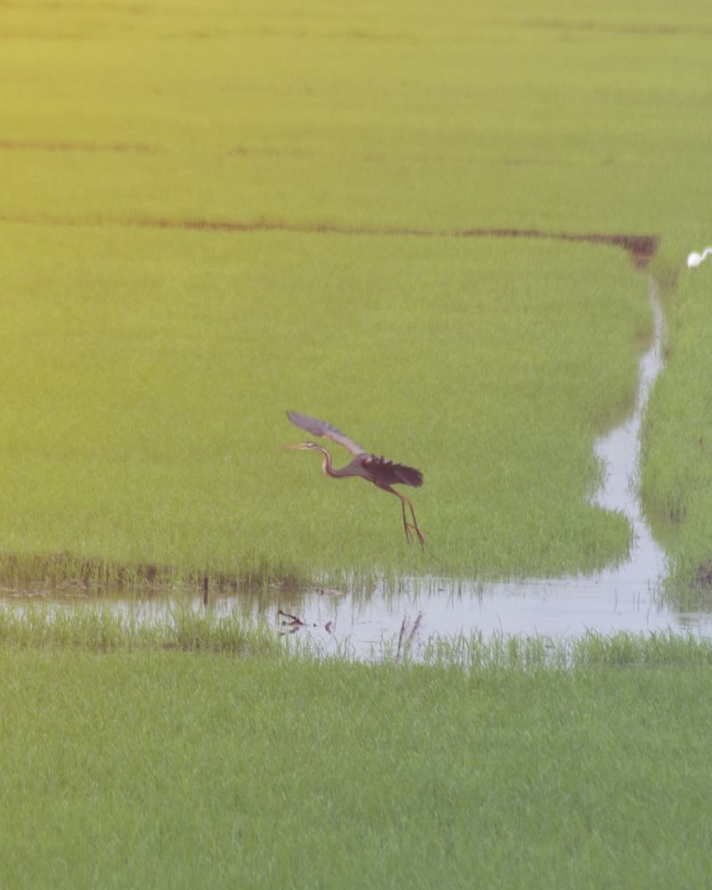 Photograph by anoop s