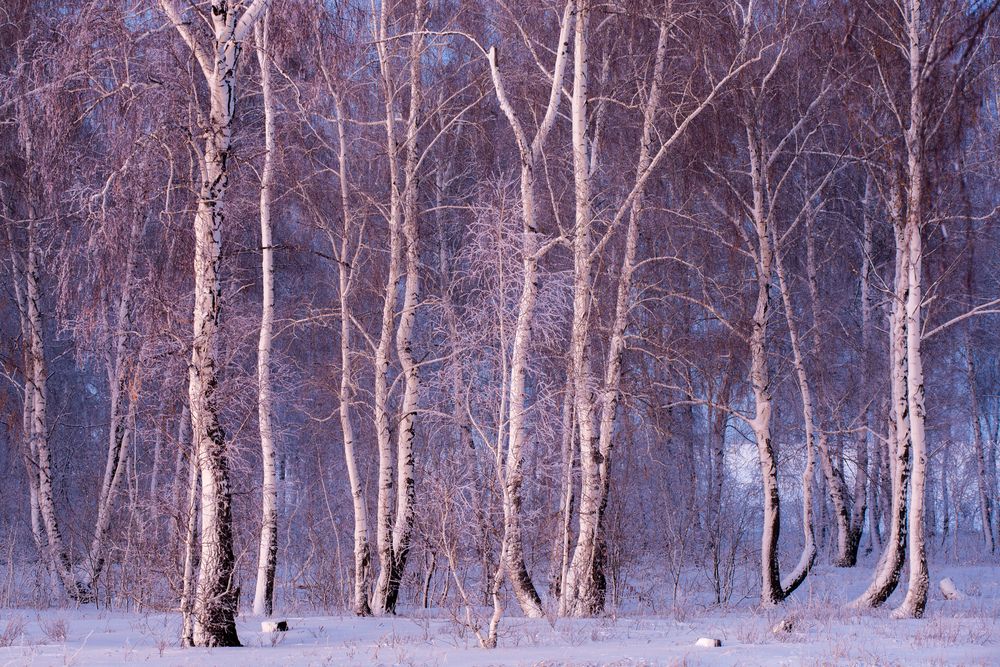 Зимние кружева.