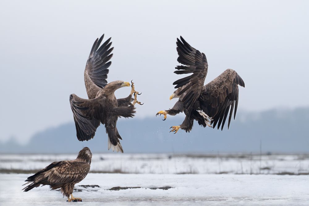Photograph by Dejan Zakic