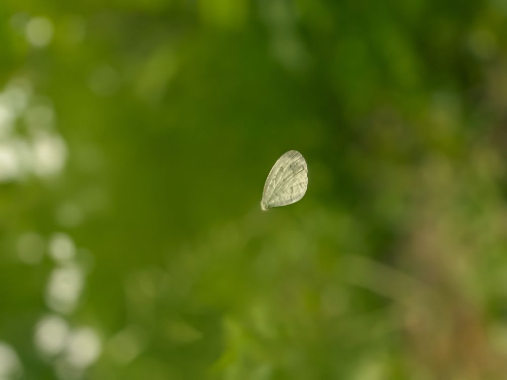 Photograph by Anandu S nair