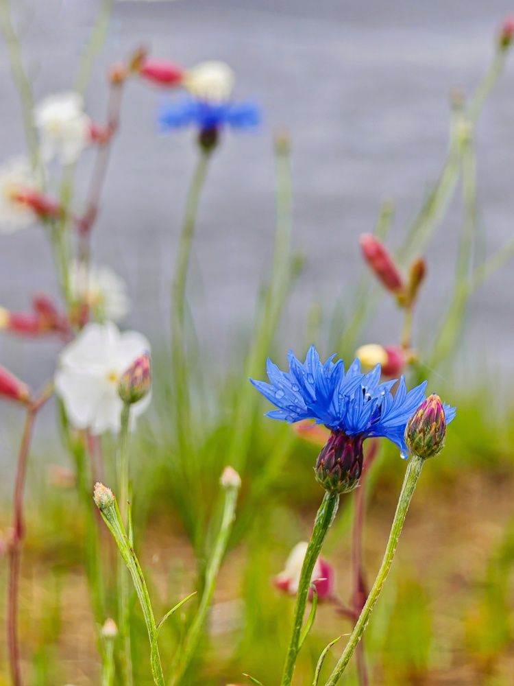 Фотография автора Татьяна Соколовская