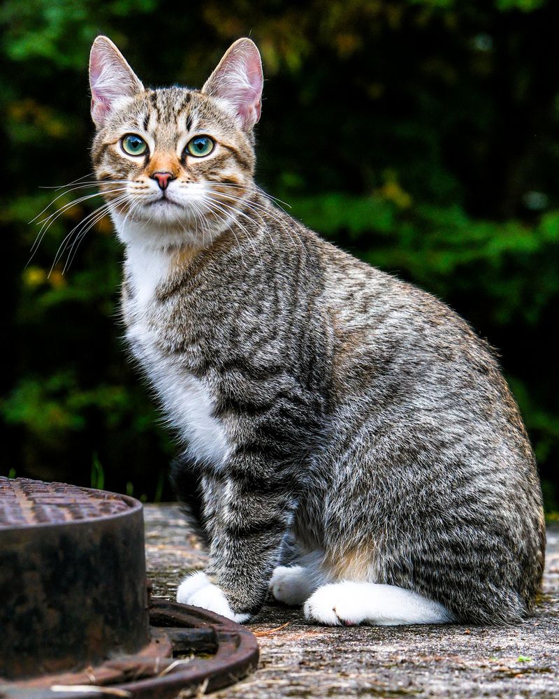 The Backyard Sentinel