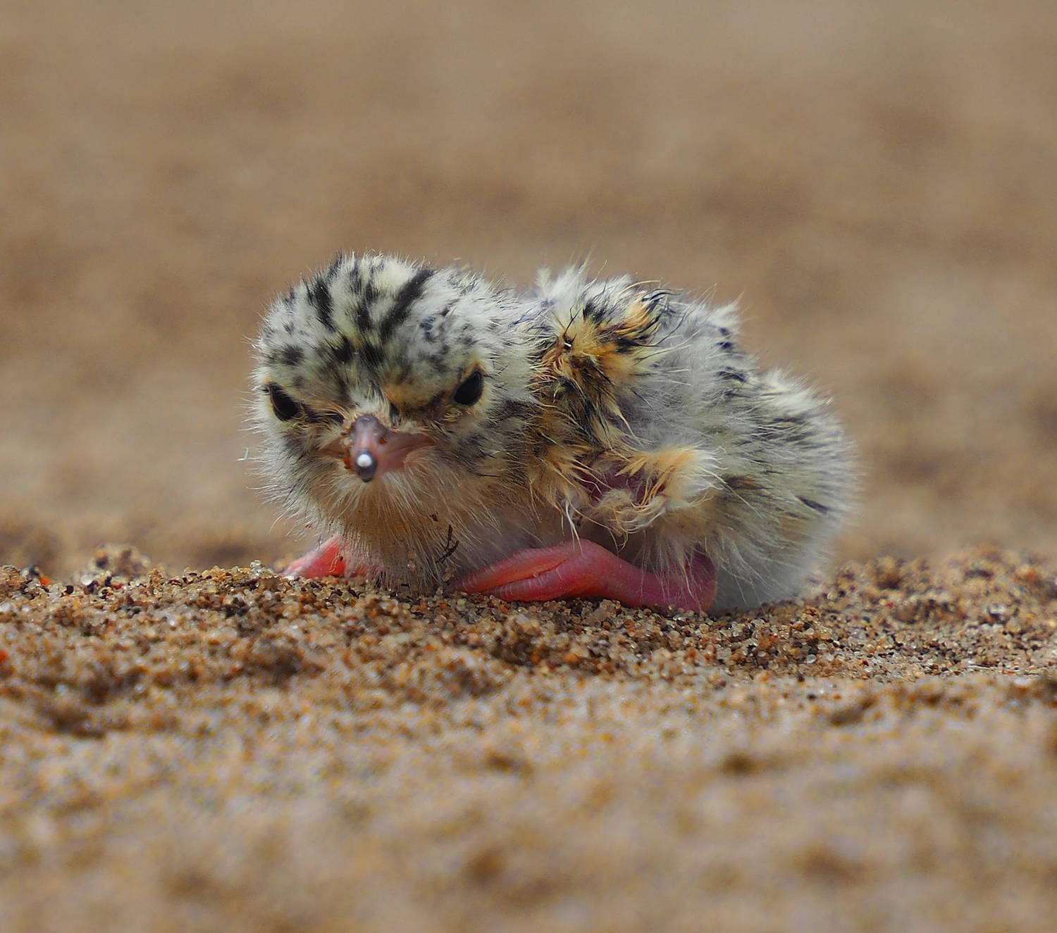 Фотография #13202525