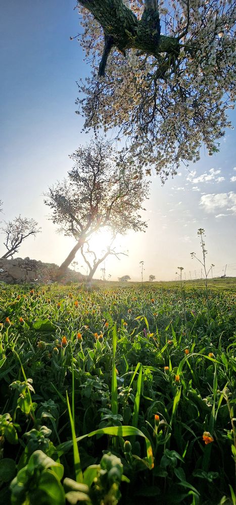 Photograph by Abdallah Khader