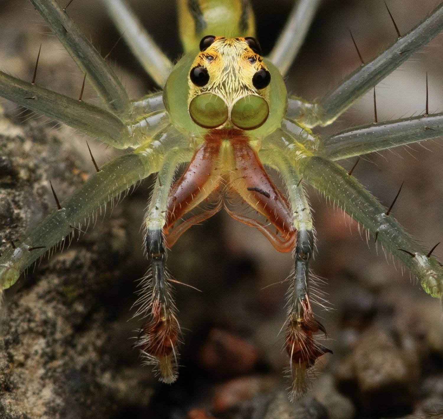 Фотография #13202599