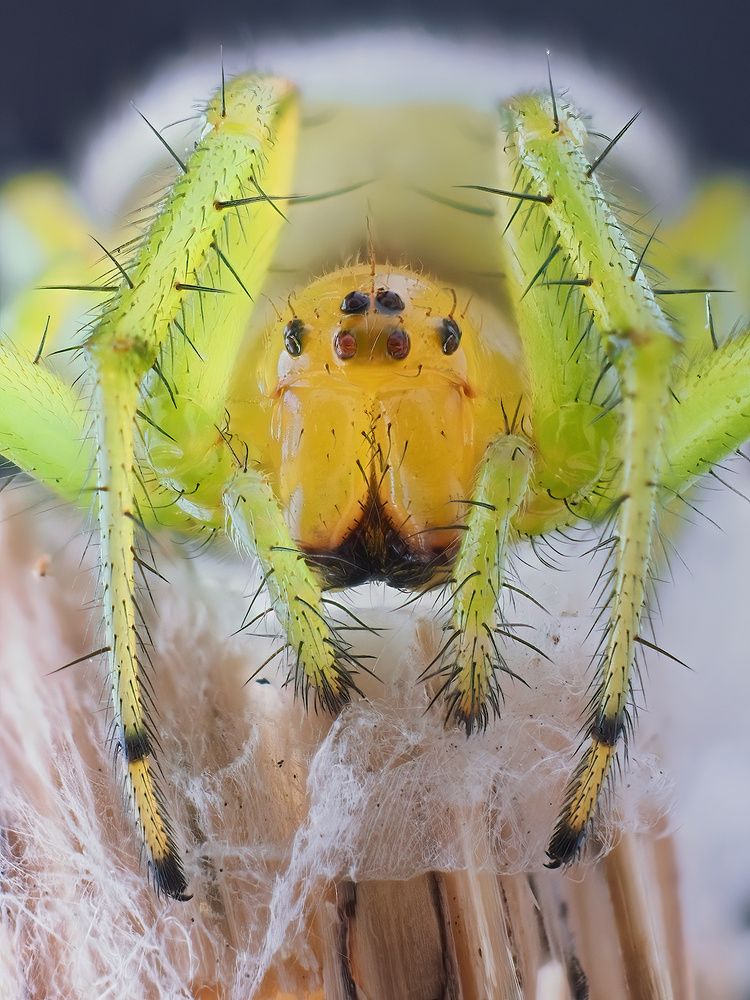 Photograph by Li Chen-You