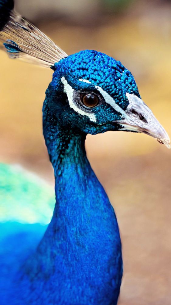 Photograph by Afsal Ansary