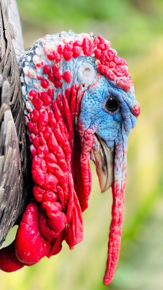 Photograph by Afsal Ansary