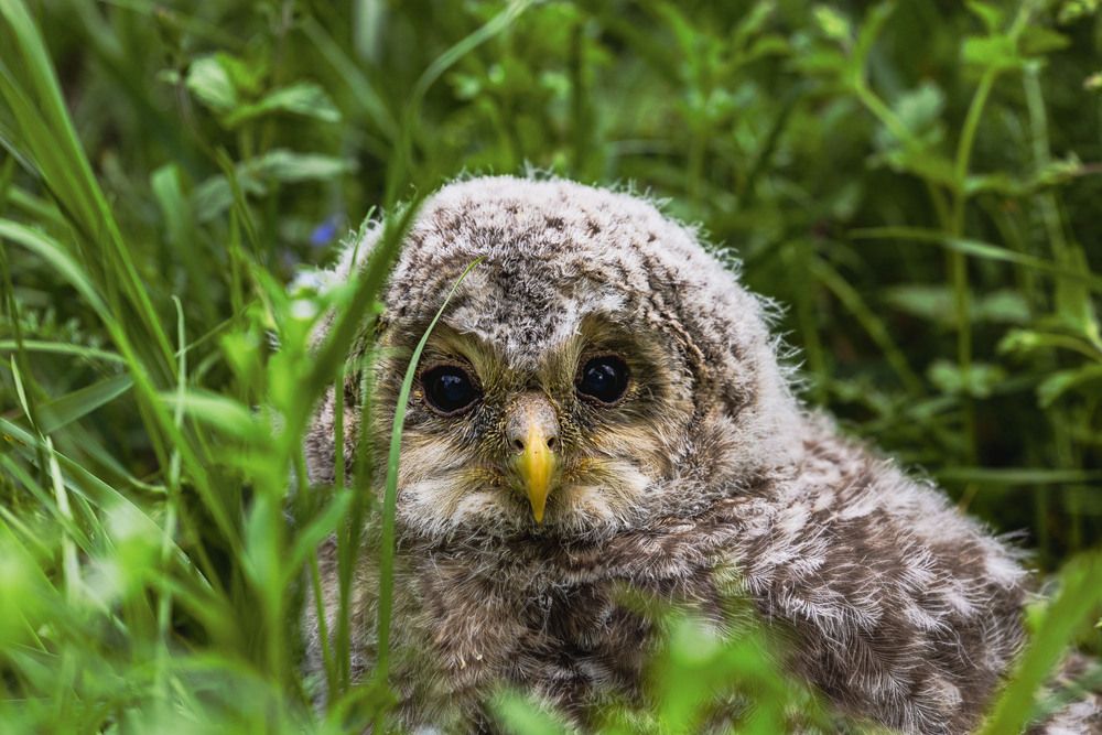 Photograph by Алексей Широбоков