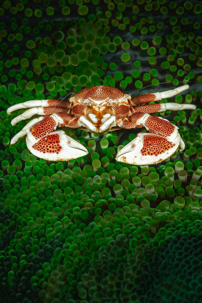 Фарфоровый крабик