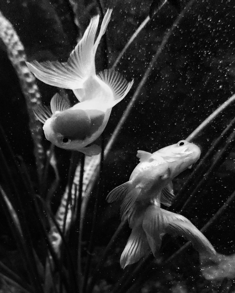 Photograph by Аряева Анна