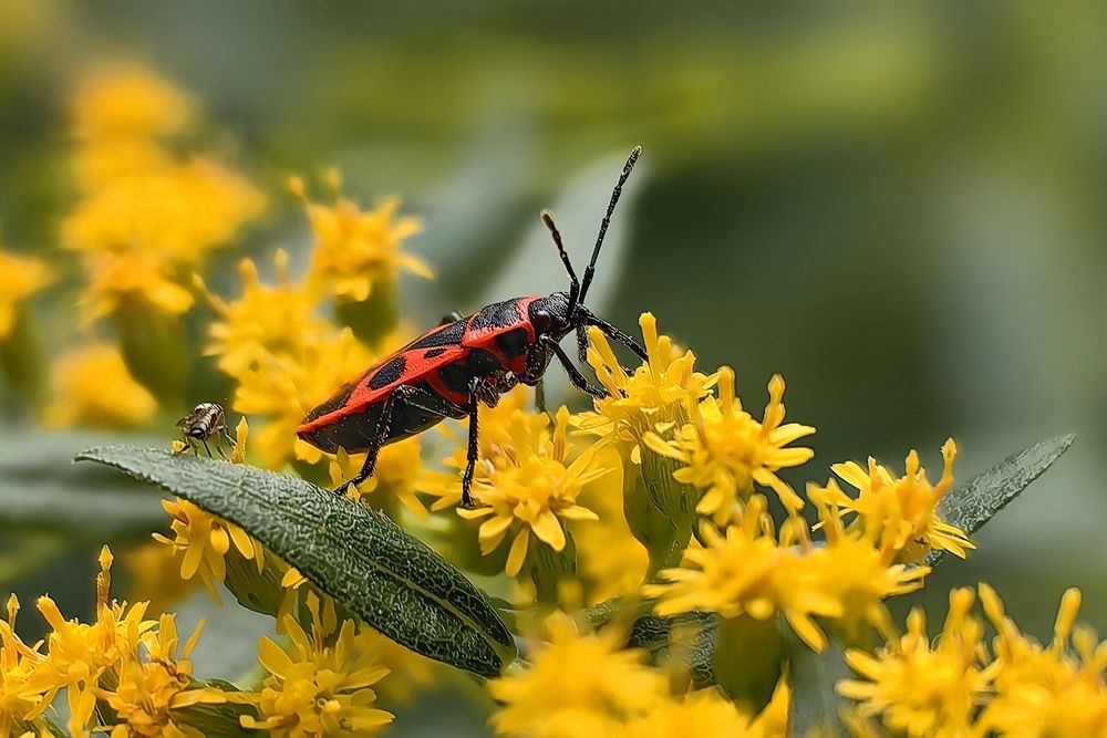 Фотография автора Татьяна Бравая