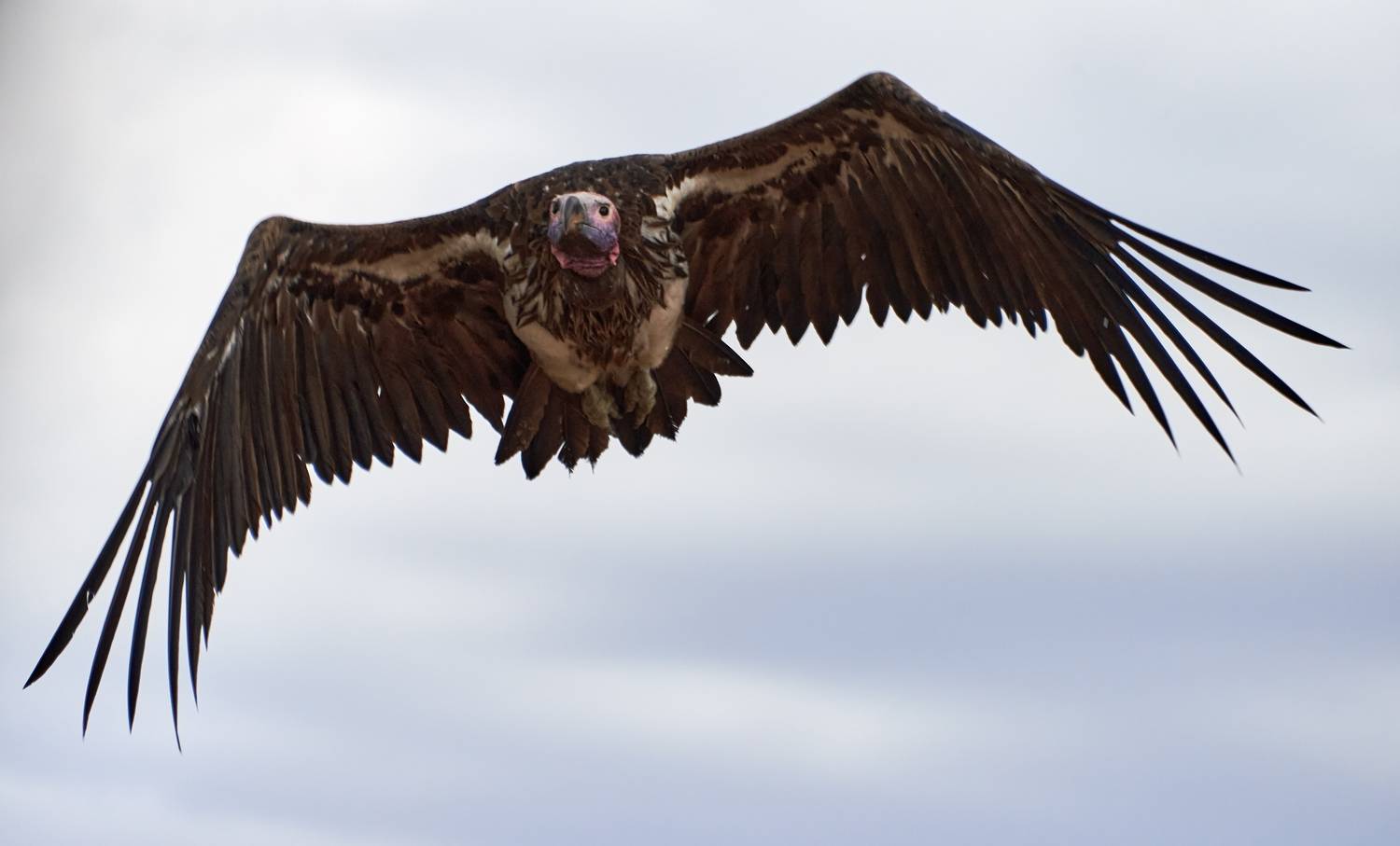 Фотография #13202886