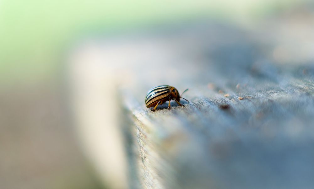 Photograph by Михаил Шевцов