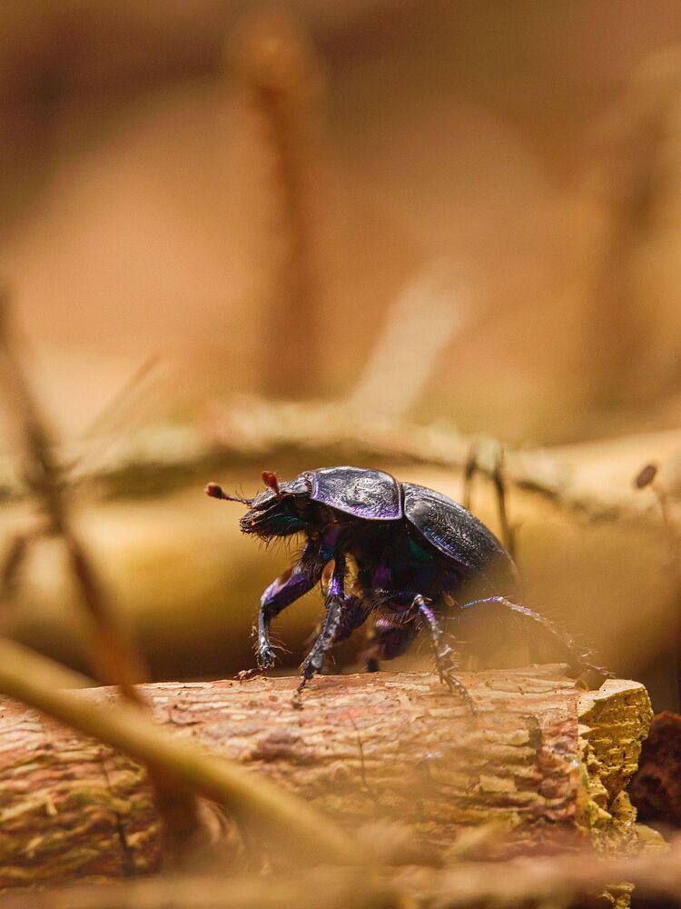 Photograph by Jaroslav Hanzalík