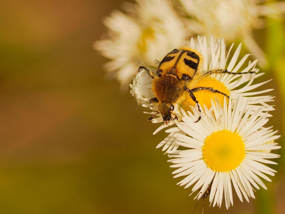 Photograph by Jaroslav Hanzalík