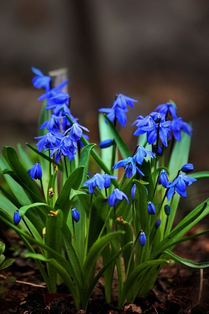 Фотография автора Татьяна Бравая