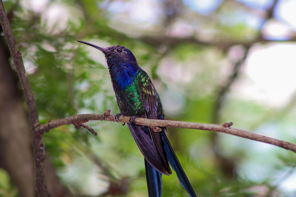 Photograph by Gustavo Zambon Dalbó