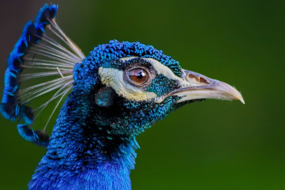 Photograph by Gustavo Zambon Dalbó