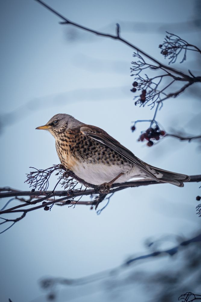 Photograph by Александр Шалагин