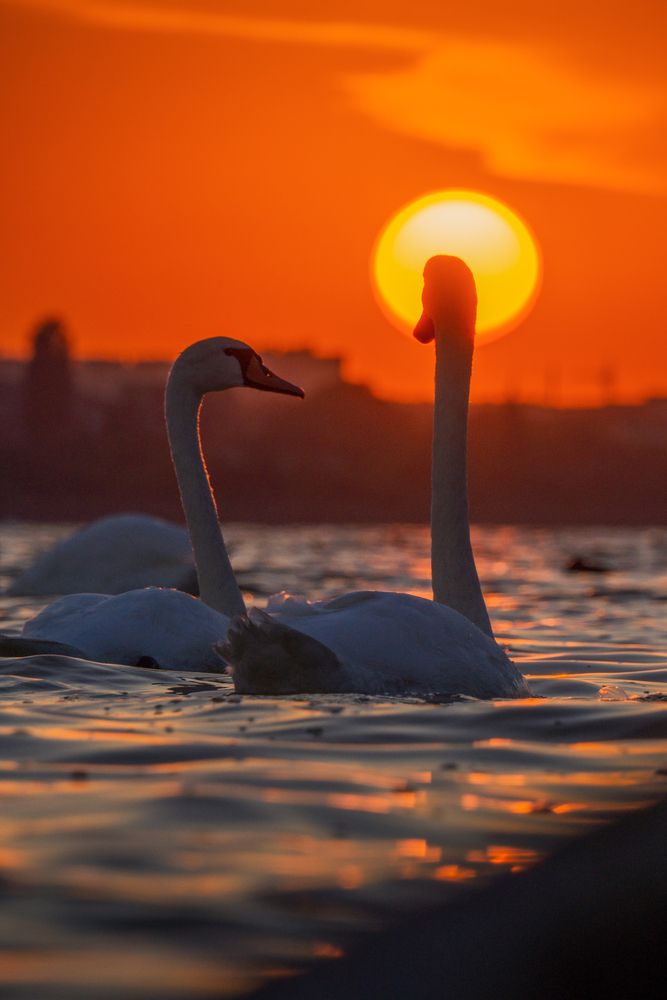 Photograph by Кривцов Андрей