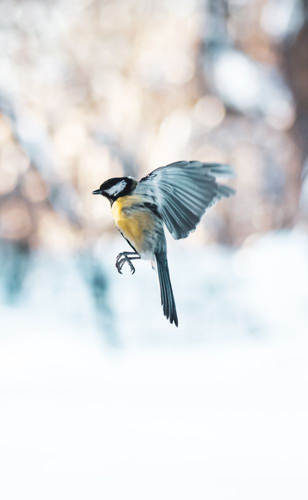 Фотография автора Денис Мартыновский