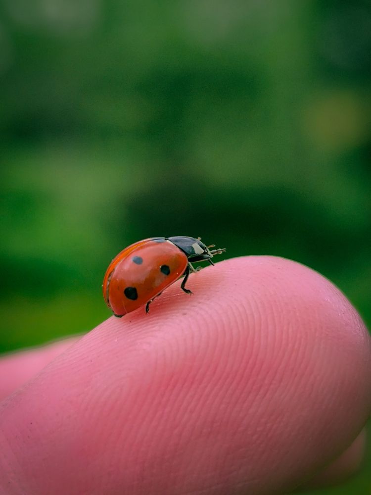 Фотография автора Лена Гром