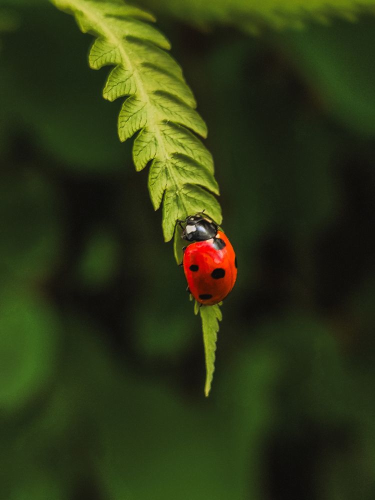 Фотография автора Лена Гром