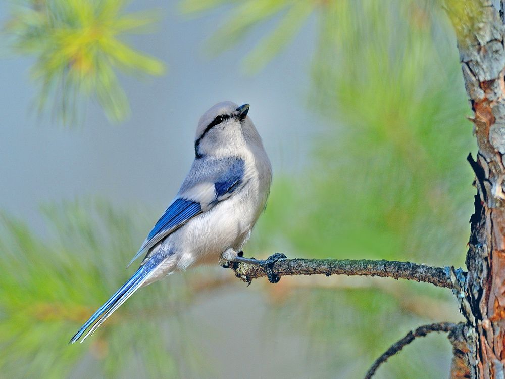 Весенние грезы