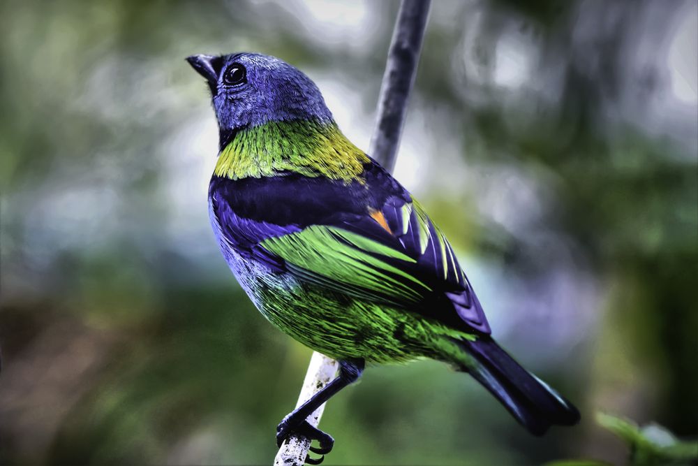 Saíra sete cores (Tangara Seledom)