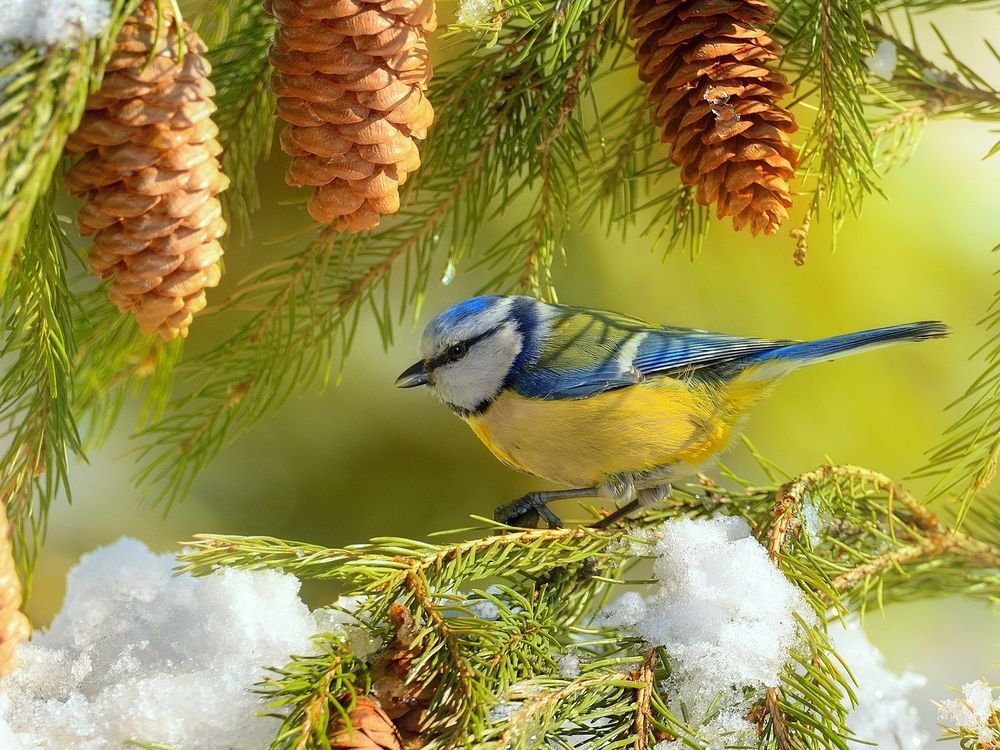 Зимние зарисовки