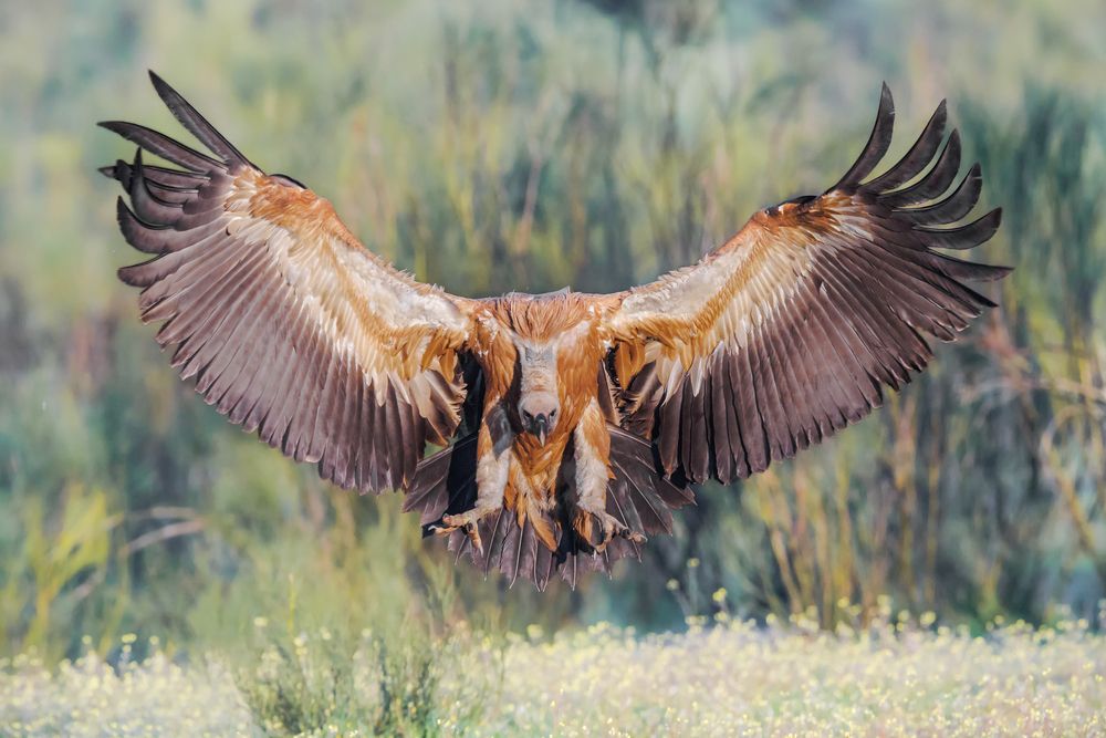 Photograph by Massimo Tamajo