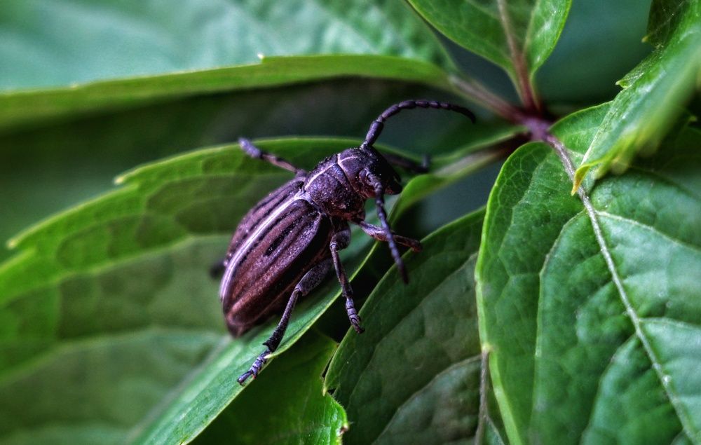 Photograph by AlexaL