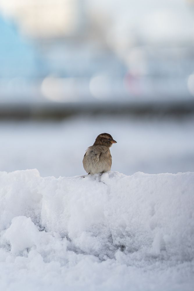 Photograph by Артём Гуцалюк