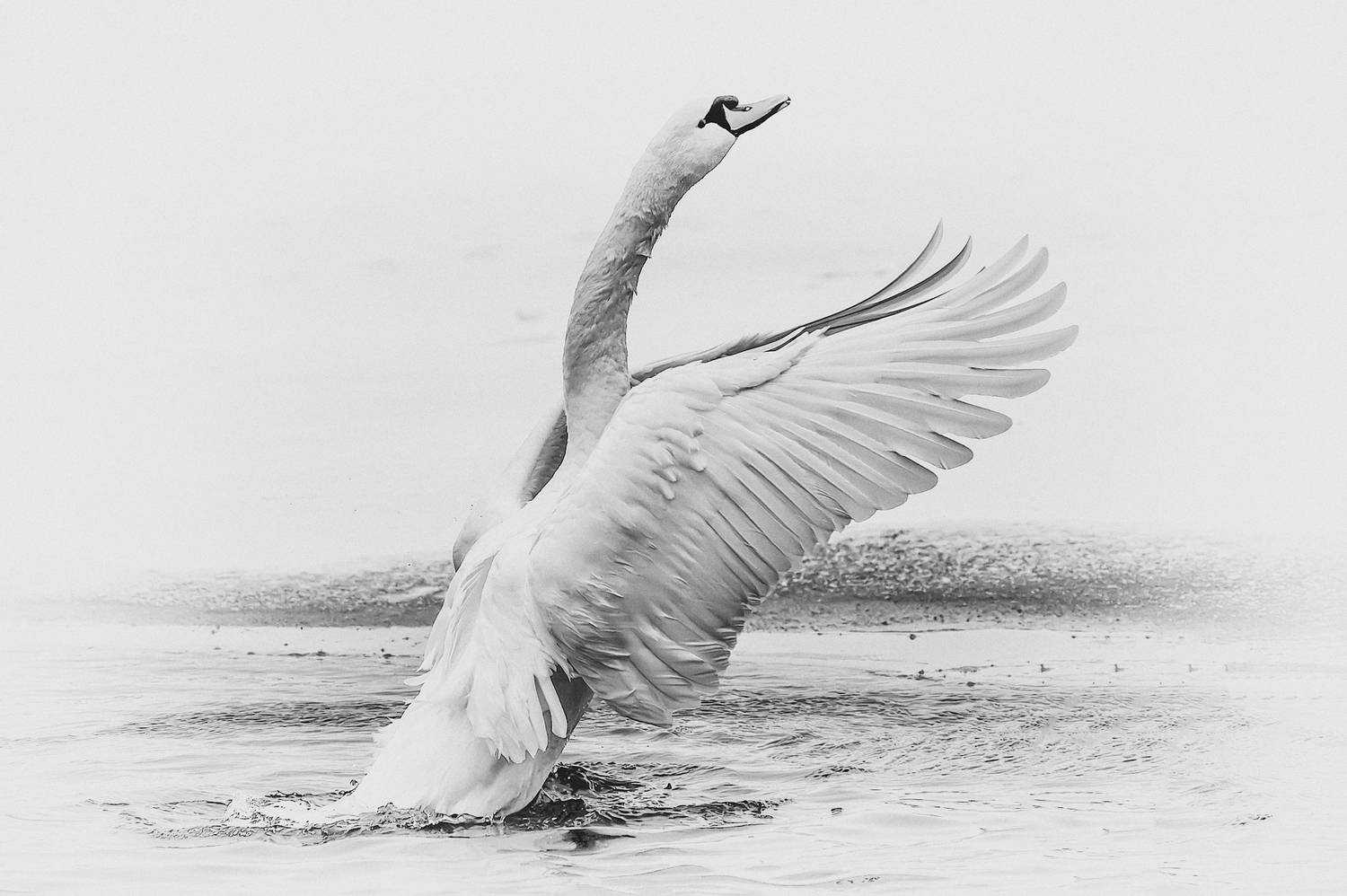 Грация Грация