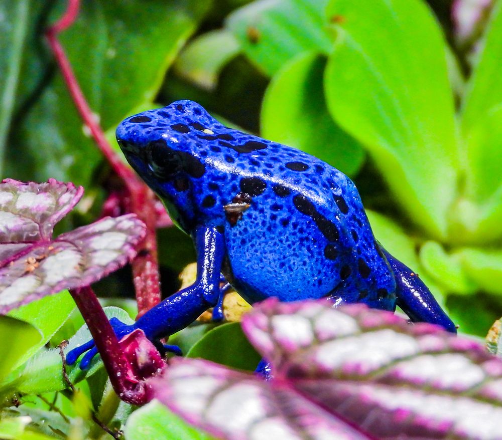 Фотография автора Константин Яковлев