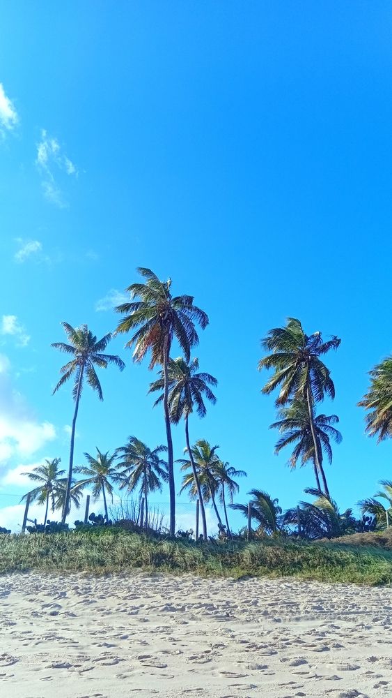 Céu azul e coqueiras