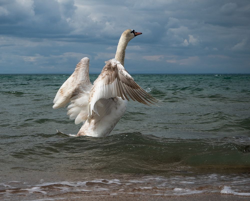 Photograph by Елена Григорович