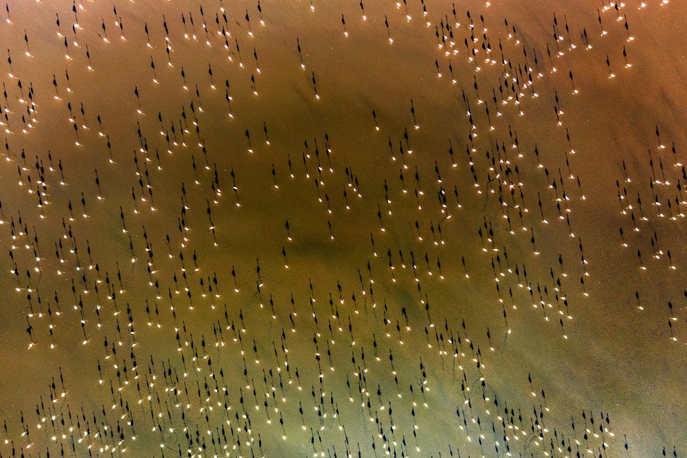 Shadow Dance in Maharlu