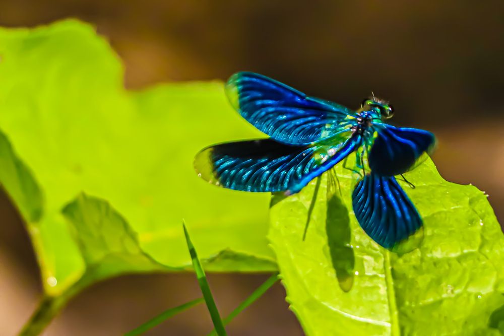 Photograph by Irina Ginbert
