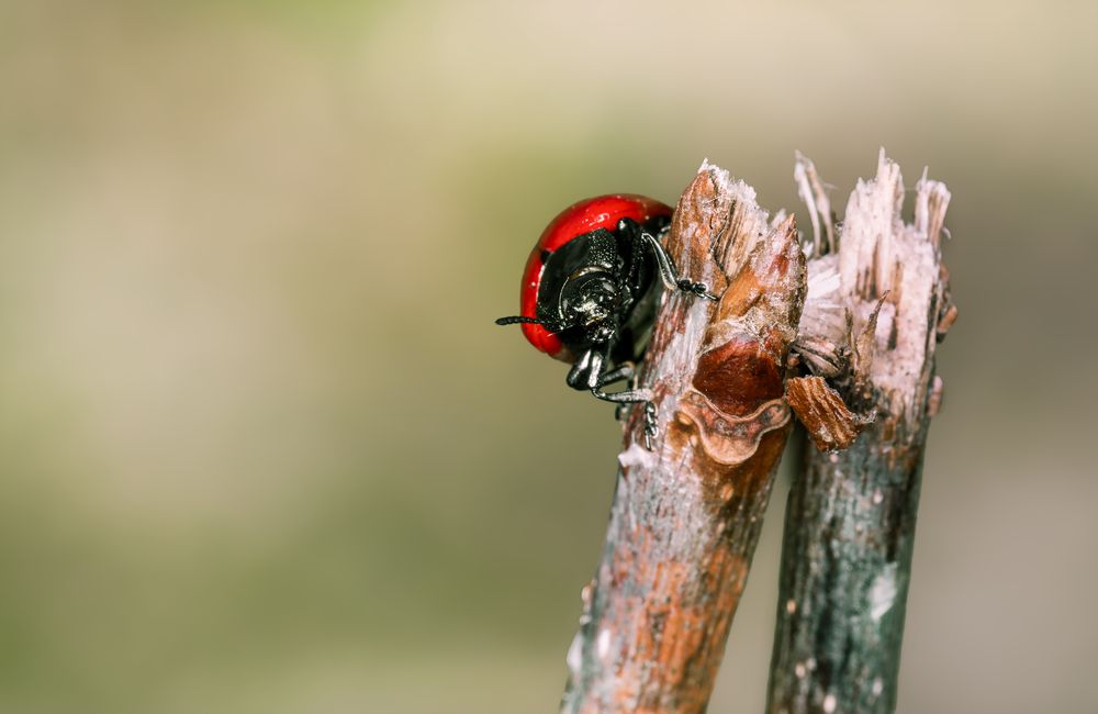 Photograph by Рихард Мисан