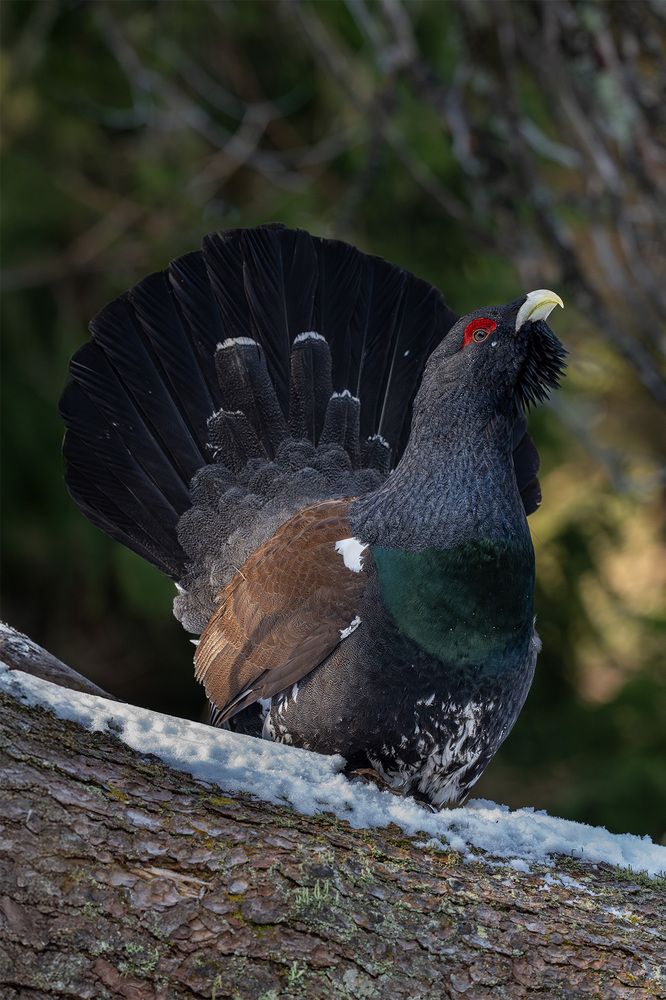 Photograph by Tomaš Smutný