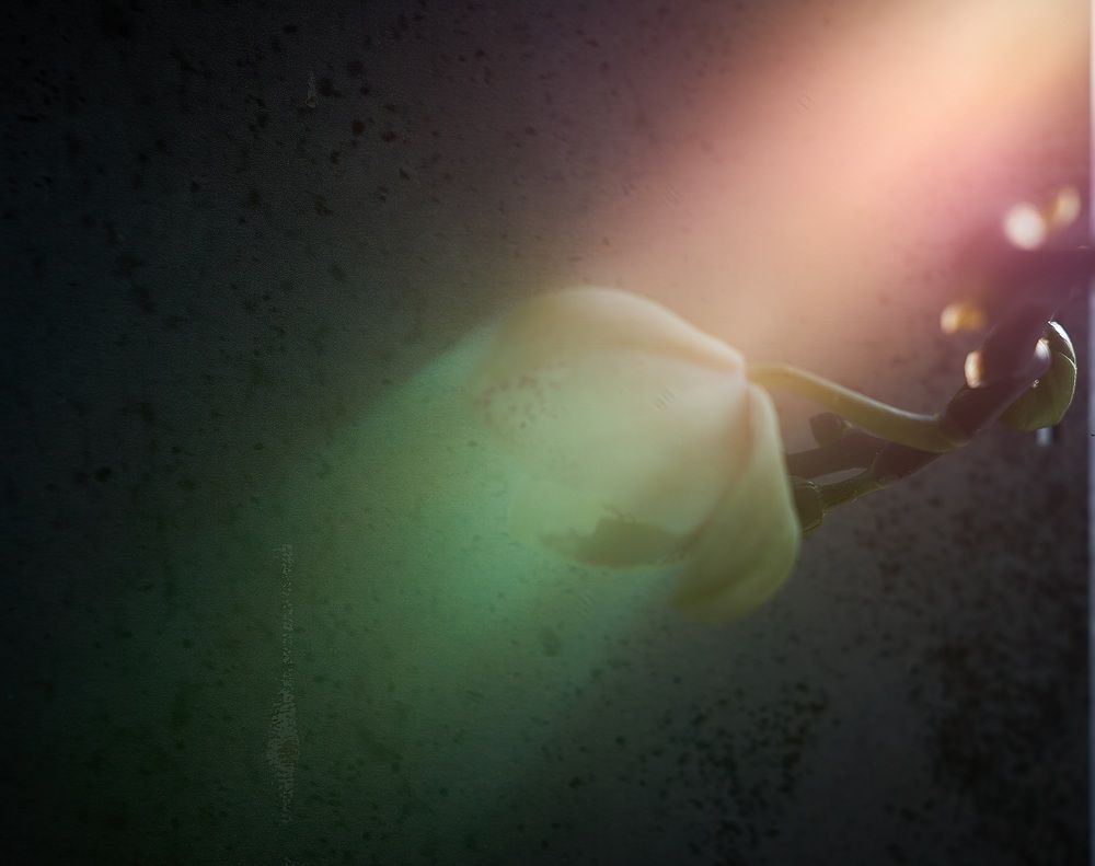 Photograph by Михаил Шевцов