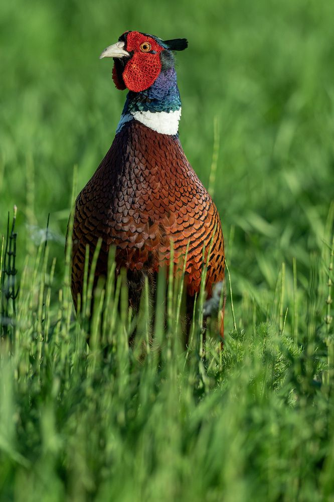 Photograph by Tomaš Smutný