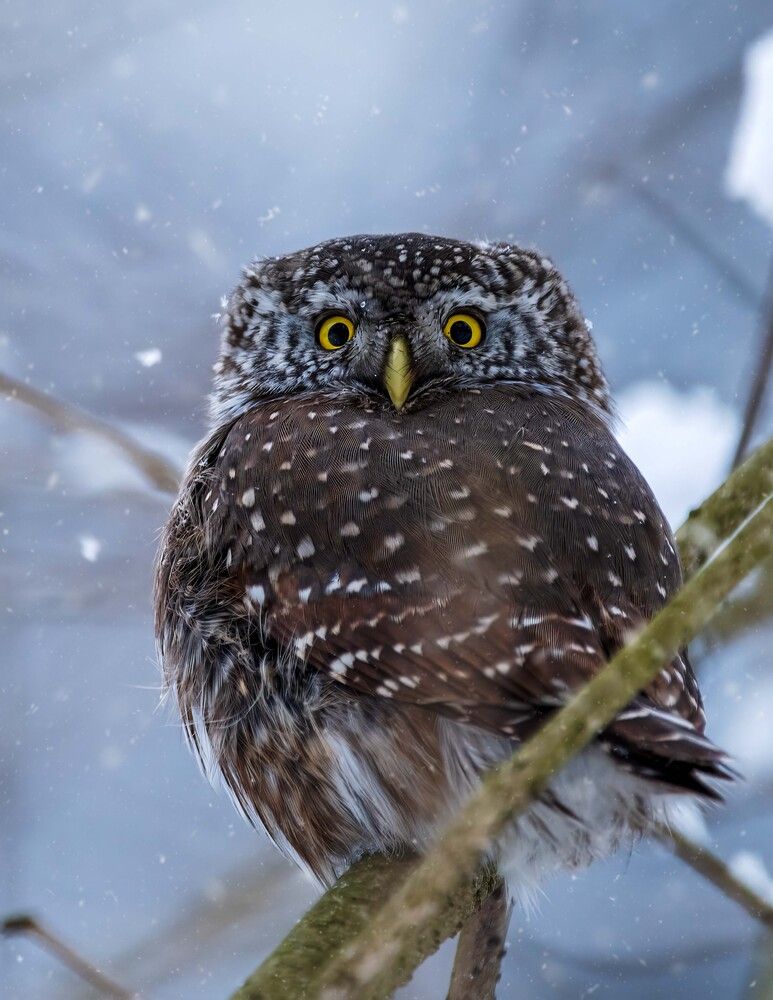 Photograph by Павел Ныриков